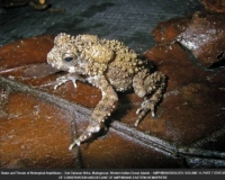 Status and Threats of Afrotropical Amphibians